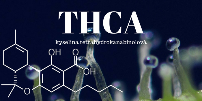 THCA (kyselina tetrahydrokanabinolová)
